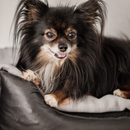 <strong>Benchy</strong> <br/><br/> Wau, ich bin Benchy ein Zwergspitz Chihauhau Mischling und Bürohund der Firma schaumermal24.<br/>
Ich bin seit 10 Jahren in der Firma und Halte hier die Stellung.<br/>
Nur wenn Frauchen hier ist meine ich etwas auf dicke Hose machen zu müssen ansonsten chille ich am liebsten in meinem Körbchen und warte auf Feierabend. Benchy