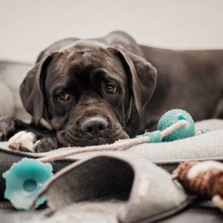 <strong>Sunny</strong> <br/><br/> Wau, ich bin Sunny und seit 2022 in der Firma schaumermal24. Ich bin eine Mischlingshündin und sozusagen der Wachhund. Ich bin schon als Welpe mit ins Büro gekommen und kenne hier mittlerweile alles. Am liebsten räume ich die Mülleimer von Frauchen aus und verschönere damit Ihr Büro. Paketdienste haben ziemlich Angst vor mir was ich überhaupt nicht verstehen kann. Ansonsten hole ich mir überall meine Streicheleinheiten und ärgere hin und wieder Benchy wenn es zu langweilig wird. Sunny